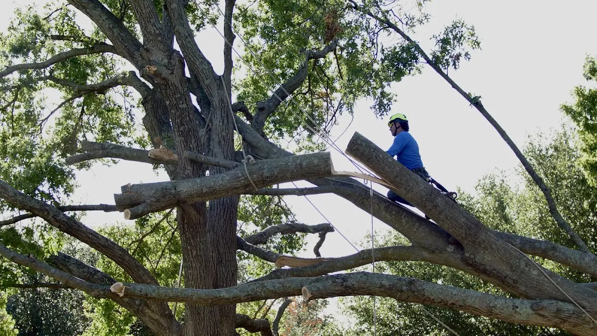 Professional Crown Thinning performed by certified arborists in Mason